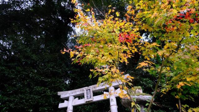 長柄神社の写真1