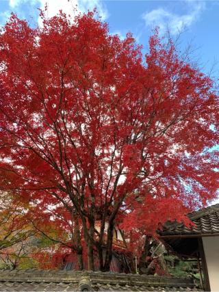 東本誓寺の参拝記録(JAMさん)