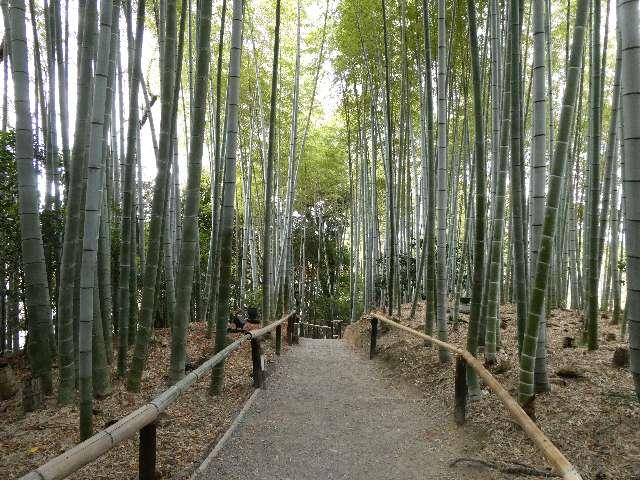 高台寺竹林の写真1