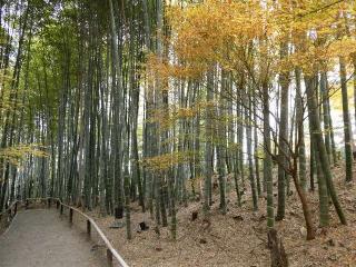 高台寺竹林の参拝記録(監督まっちゃんさん)