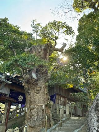 淡島神社　八坂神社の参拝記録(みほさん)