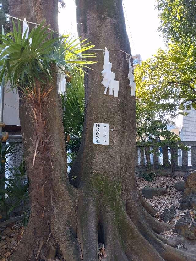 縁結びの木（神明氷川神社）の写真1