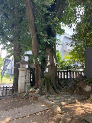 縁結びの木（神明氷川神社）の参拝記録(⛩️🐍🐢まめ🐢🐍⛩️さん)