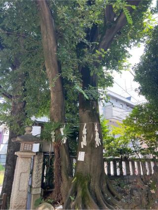 縁結びの木（神明氷川神社）の参拝記録(⛩️🐍🐢まめ🐢🐍⛩️さん)