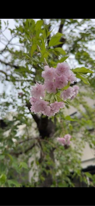 幸町辯財天の参拝記録(やっちさん)