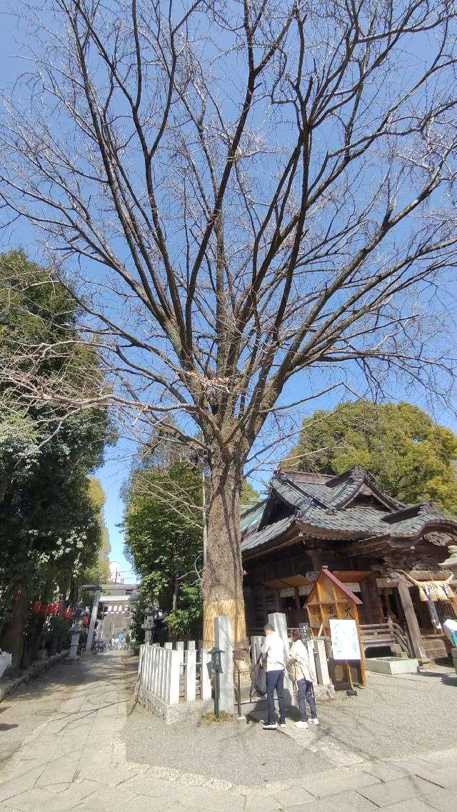 大銀杏御神木 金龍木（田無神社）の参拝記録4