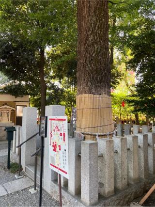 大銀杏御神木 金龍木（田無神社）の参拝記録(⛩️🐍🐢まめ🐢🐍⛩️さん)
