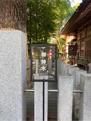 大銀杏御神木 金龍木（田無神社）の参拝記録(⛩️🐍🐢まめ🐢🐍⛩️さん)