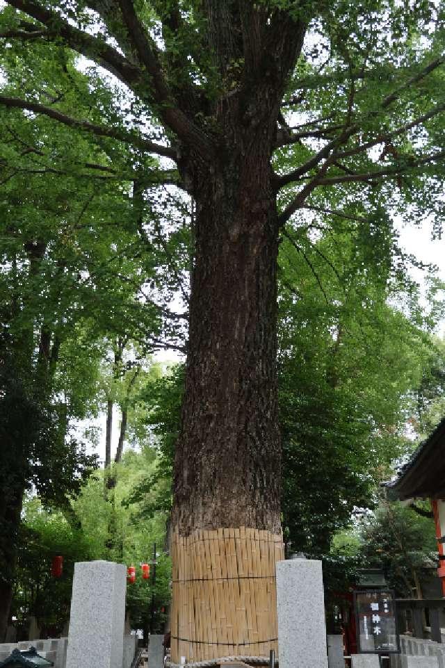 大銀杏御神木 金龍木（田無神社）の参拝記録2