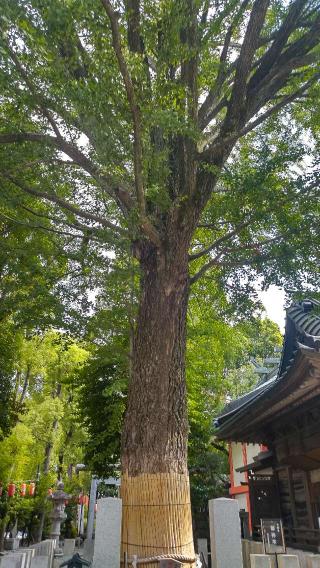 大銀杏御神木 金龍木（田無神社）の参拝記録(まっちゃんさん)