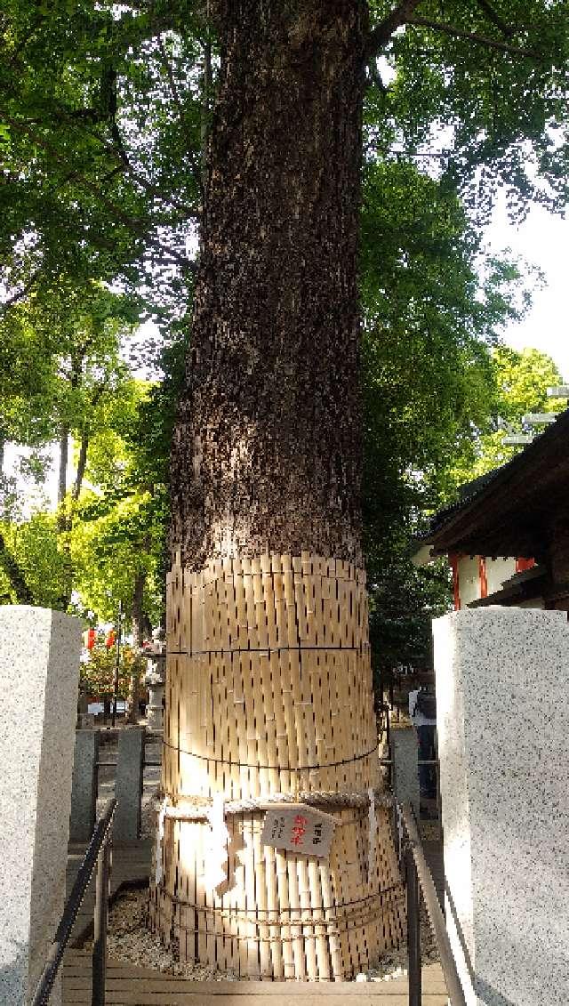 大銀杏御神木 金龍木（田無神社）の参拝記録2