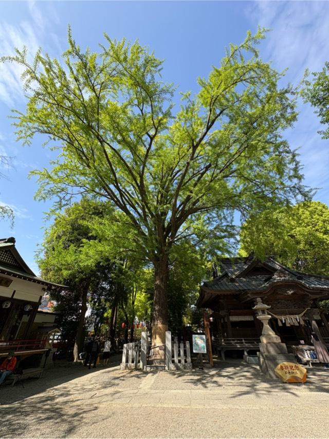 大銀杏御神木 金龍木（田無神社）の参拝記録3