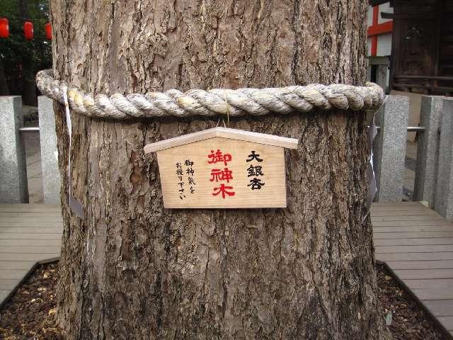 東京都西東京市田無3-7 大銀杏御神木 金龍木（田無神社）の写真2
