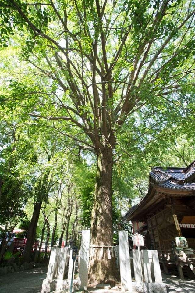 東京都西東京市田無3-7 大銀杏御神木 金龍木（田無神社）の写真3