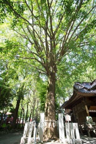 大銀杏御神木 金龍木（田無神社）の参拝記録(ヒロさん)