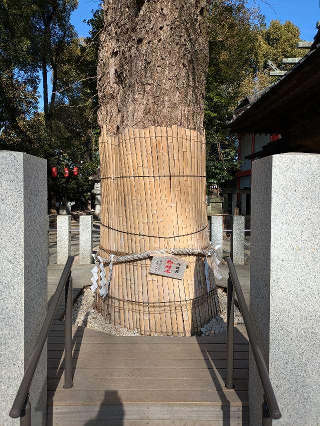 大銀杏御神木 金龍木（田無神社）の参拝記録2
