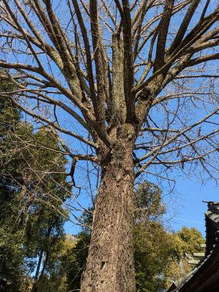 大銀杏御神木 金龍木（田無神社）の参拝記録(ヒロさん)