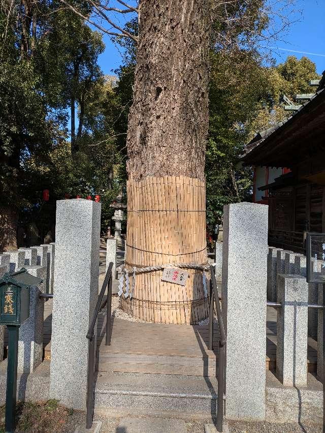 大銀杏御神木 金龍木（田無神社）の参拝記録5