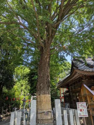 大銀杏御神木 金龍木（田無神社）の参拝記録(はくすみさん)