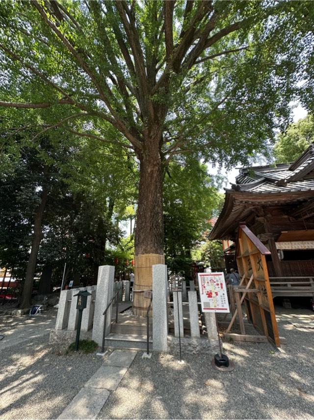 大銀杏御神木 金龍木（田無神社）の参拝記録4