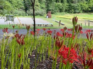 気比神社（糀谷八幡神社境内）の参拝記録(スエさん)