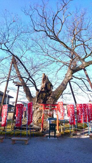 秩父今宮神社の参拝記録(Daisy ♂さん)