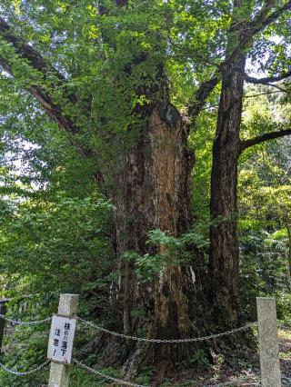 呼野大山祇神社(山神社)の参拝記録(こまいぬおさん)