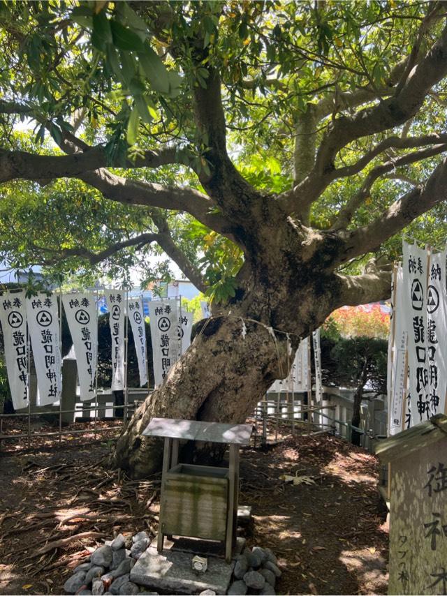 御神木（龍口神明社）の写真1