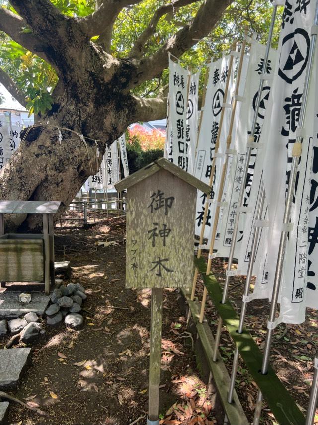 御神木（龍口神明社）の参拝記録1