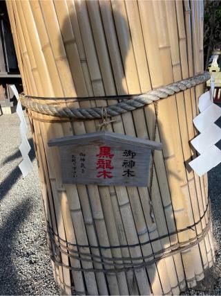 御神木 黒龍木（田無神社）の参拝記録(⛩️🐍🐢まめ🐢🐍⛩️さん)
