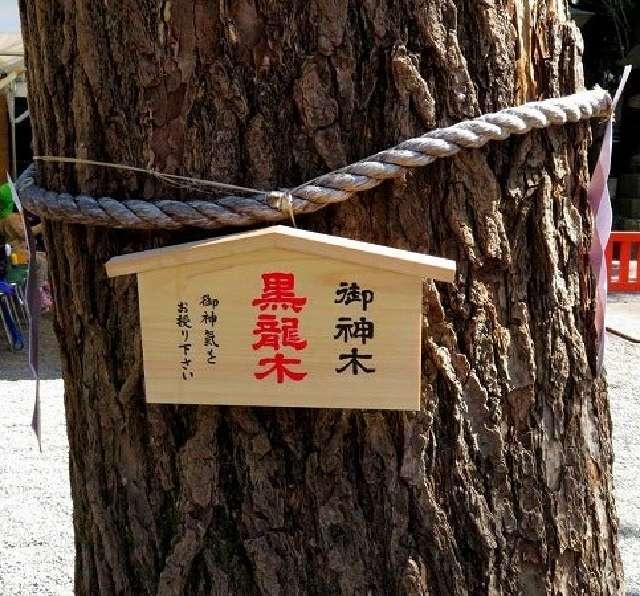 御神木 黒龍木（田無神社）の写真1