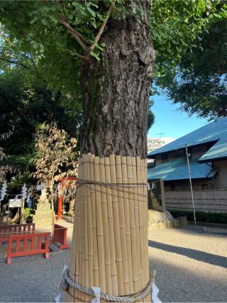 御神木 白龍木（田無神社）の参拝記録(⛩️🐍🐢まめ🐢🐍⛩️さん)