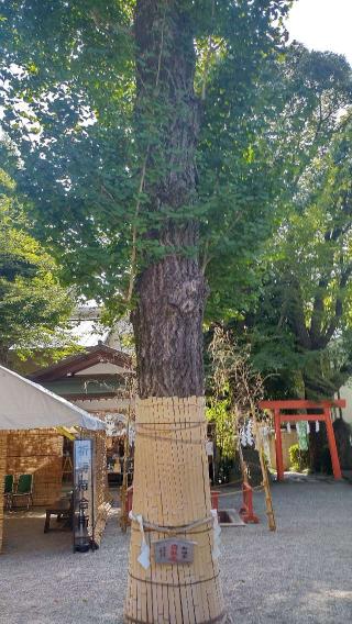 御神木 白龍木（田無神社）の参拝記録(まっちゃんさん)