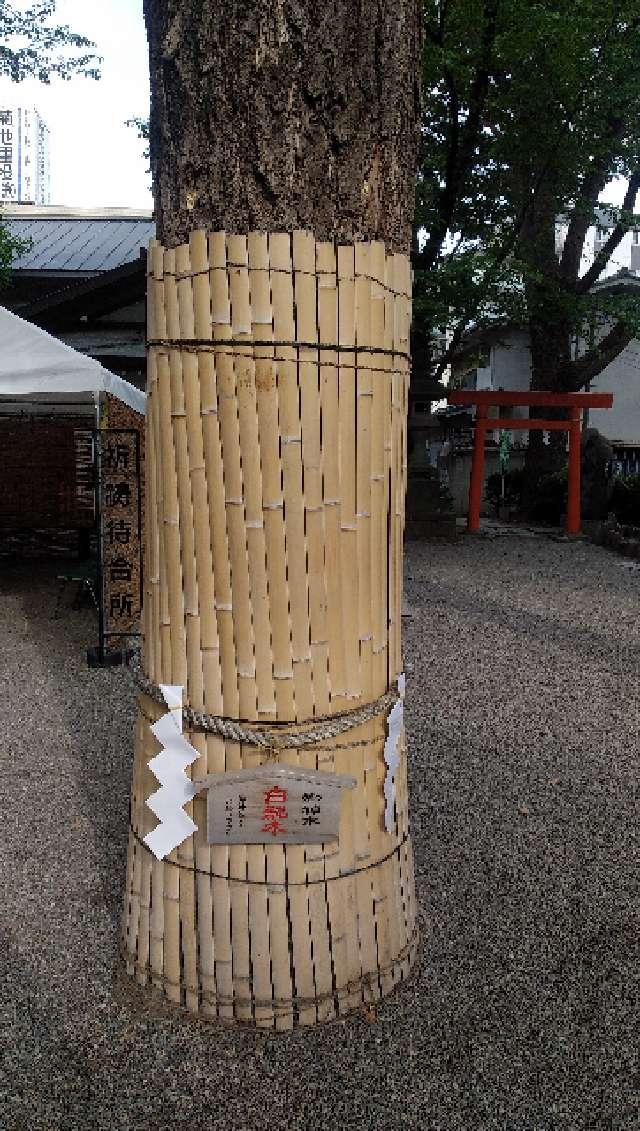 白龍御神木 白龍木（田無神社）の参拝記録3