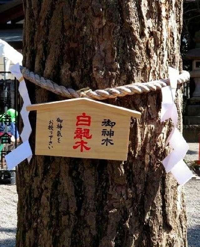 御神木 白龍木（田無神社）の写真1