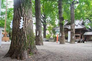 御神木 白龍木（田無神社）の参拝記録(ヒロさん)