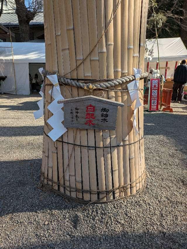 白龍御神木 白龍木（田無神社）の参拝記録4