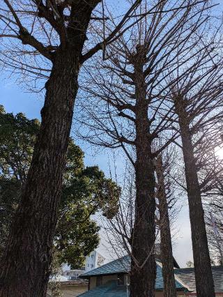 白龍御神木 白龍木（田無神社）の参拝記録(ヒロさん)