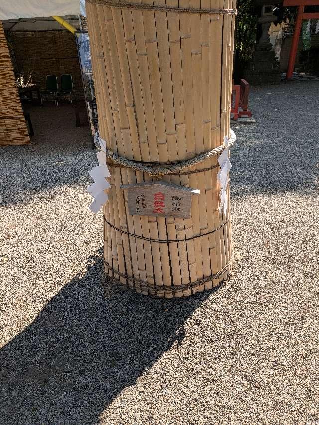 御神木 白龍木（田無神社）の参拝記録2