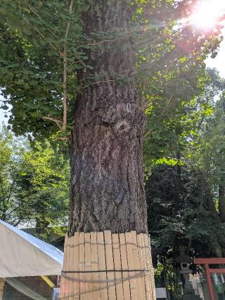 御神木 白龍木（田無神社）の参拝記録(はくすみさん)