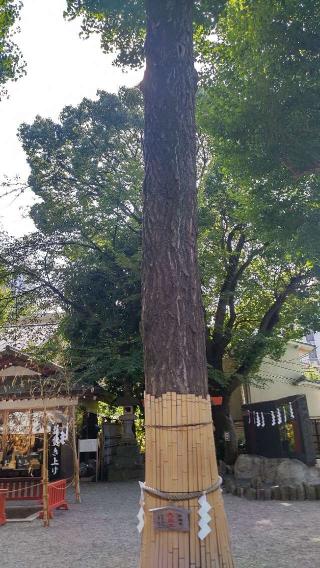 御神木 赤龍木（田無神社）の参拝記録(まっちゃんさん)