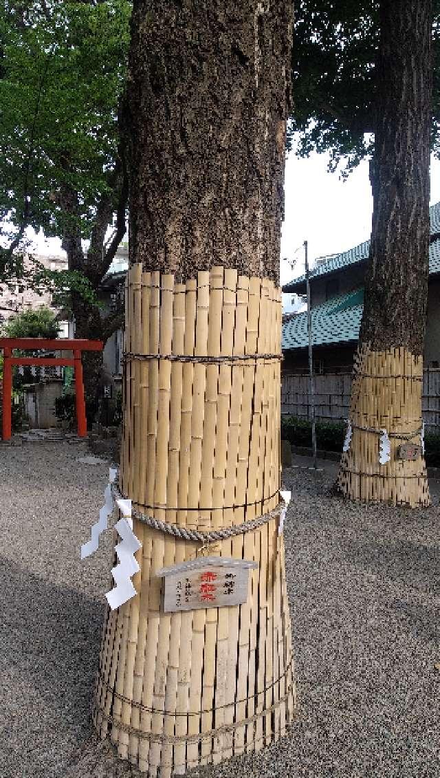 赤龍御神木 赤龍木（田無神社）の参拝記録3