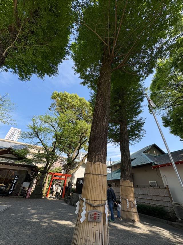 赤龍御神木 赤龍木（田無神社）の参拝記録4