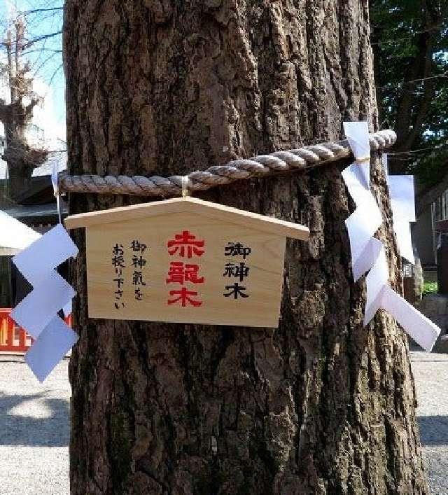 御神木 赤龍木（田無神社）の写真1