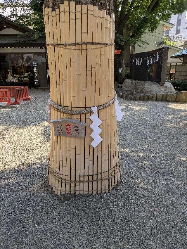 御神木 赤龍木（田無神社）の参拝記録2