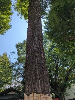 御神木 赤龍木（田無神社）の参拝記録(はくすみさん)