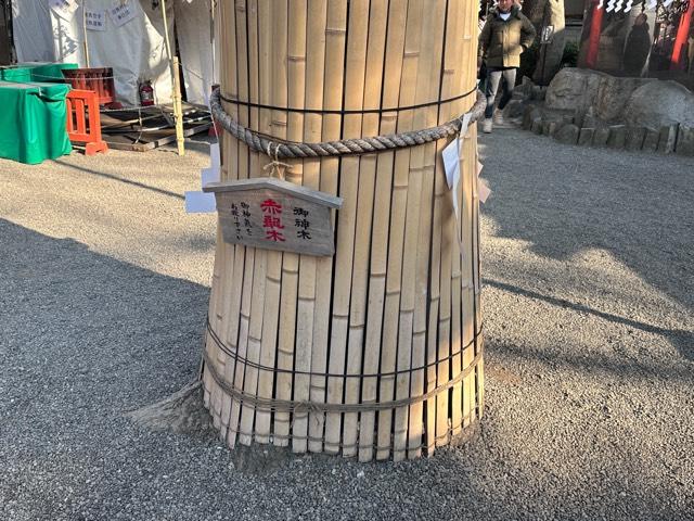 赤龍御神木 赤龍木（田無神社）の参拝記録5
