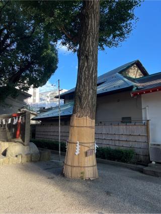 御神木 青龍木（田無神社）の参拝記録(⛩️🐍🐢まめ🐢🐍⛩️さん)