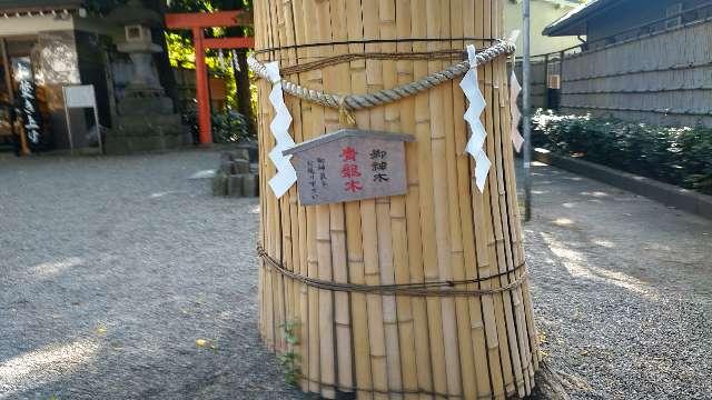 御神木 青龍木（田無神社）の参拝記録3