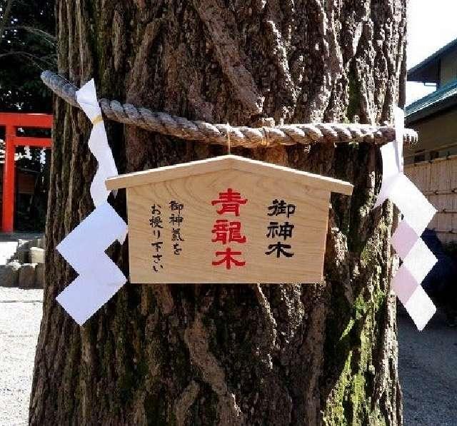 御神木 青龍木（田無神社）の写真1
